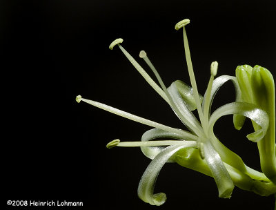 GP4152-snake plant flower.jpg