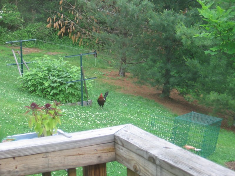 RoosterDay18.jpg