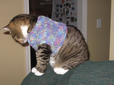 Sammy's Sweater.jpg