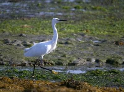 Aigrette