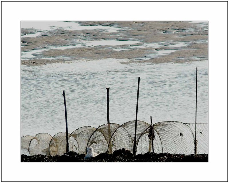 Norderney