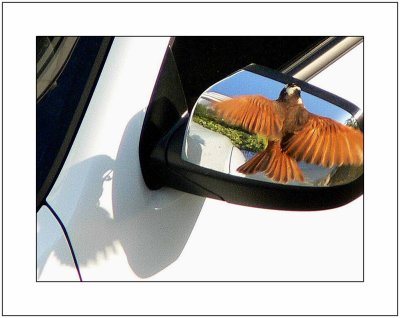 Bird on a Rearview Mirror