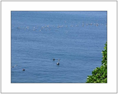 A Day for Pelicans