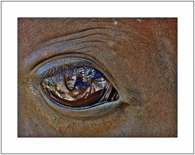 In the Horses Eye