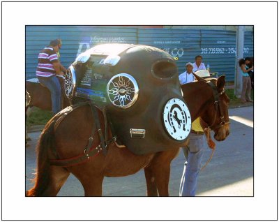 Equine Boom Box