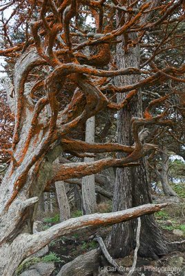 Tangled Pine