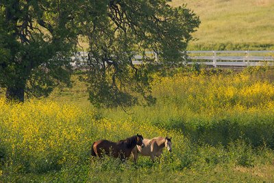 Meadow Ranch