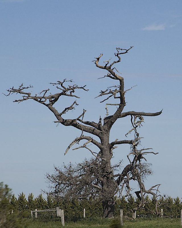 Old Tree #4