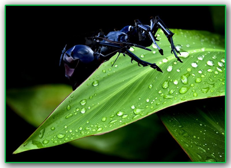 Ant on Leaf 1