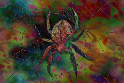 LSD Spider-MERIT-