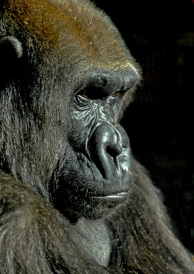 Gorilla Stare-MERIT-