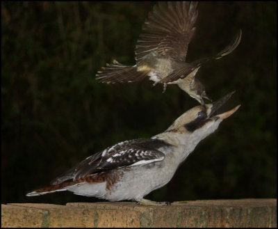 Butcherbird Swoops Kookaburra-CREDIT-