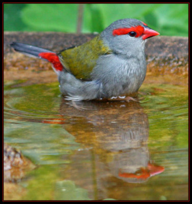 Firetail Reflections