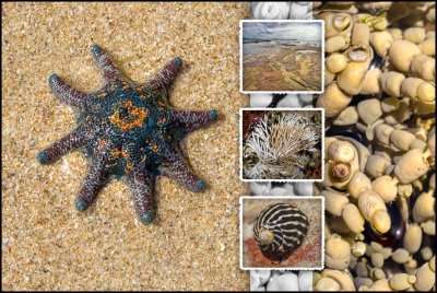 Rockpool Postcard-MERIT-