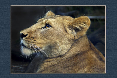 Lioness-MERIT-