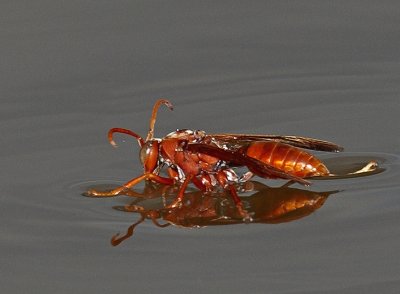 Wasp on the Water*CREDIT*