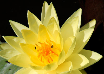 Water Lilly No 4