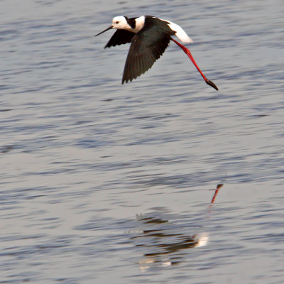 Flying Stilt*CREDIT*