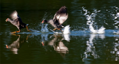 Gallinula Tenebrosa Race*CREDIT*