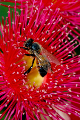 Bee on Gum Flower