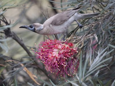 Bird and Grevillia*CREDIT*