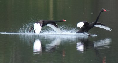 Swans Landing