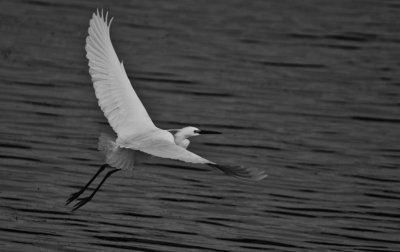 Egret in Flight