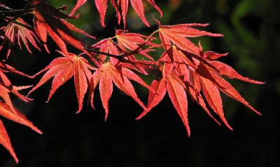 Maple Splendour 