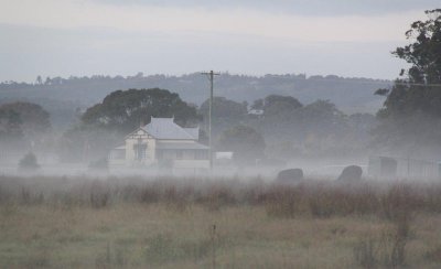 Cows in the Mist