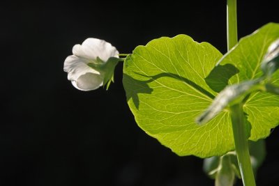 Emerging from Dark