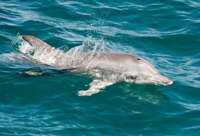 Port Stephens Dolphin 2