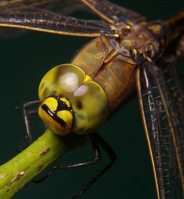 Yellow-faced Dragon Fly 1*MERIT*