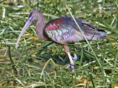 Glossy Ibis in the Reeds