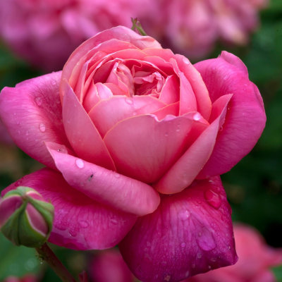 A Full Blossom