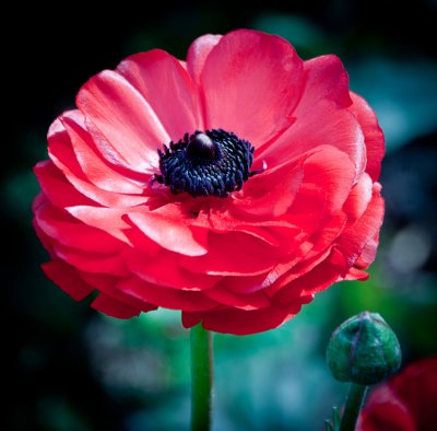 Red Renuncula