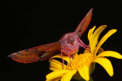 Moth on Daisy 1*Merit*