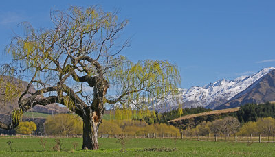 Spring in NZ