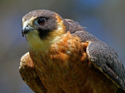 Kestrel 1*Credit*