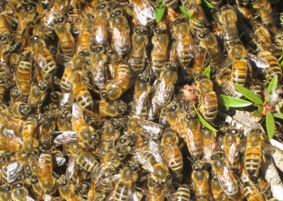 Bees Swarming Carlingford