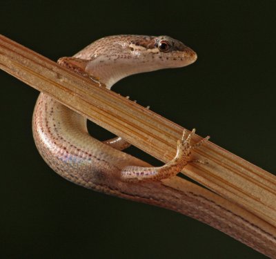 Skink on a Chopstick