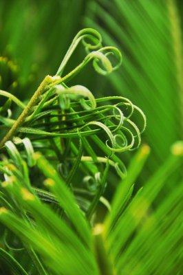 Grass Mystery