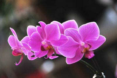 Orchid Magic