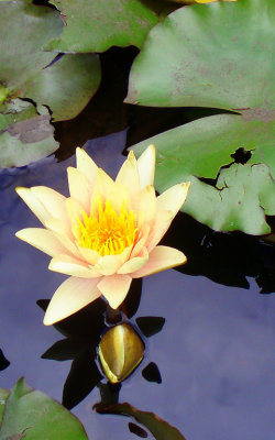 Water Lily