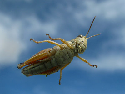 Sky Grasshopper 