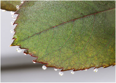 Clinging to a Rose Leaf*Credit*