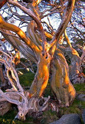 Snowgum Tangle*Credit*