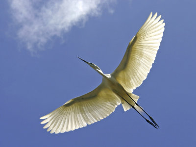 Great Egret Above - MERIT