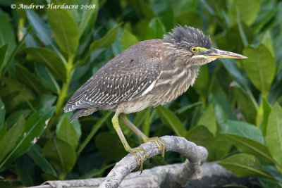 Striated heron