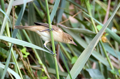 Oriental reed warbler