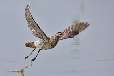 Whimbrel taking off
